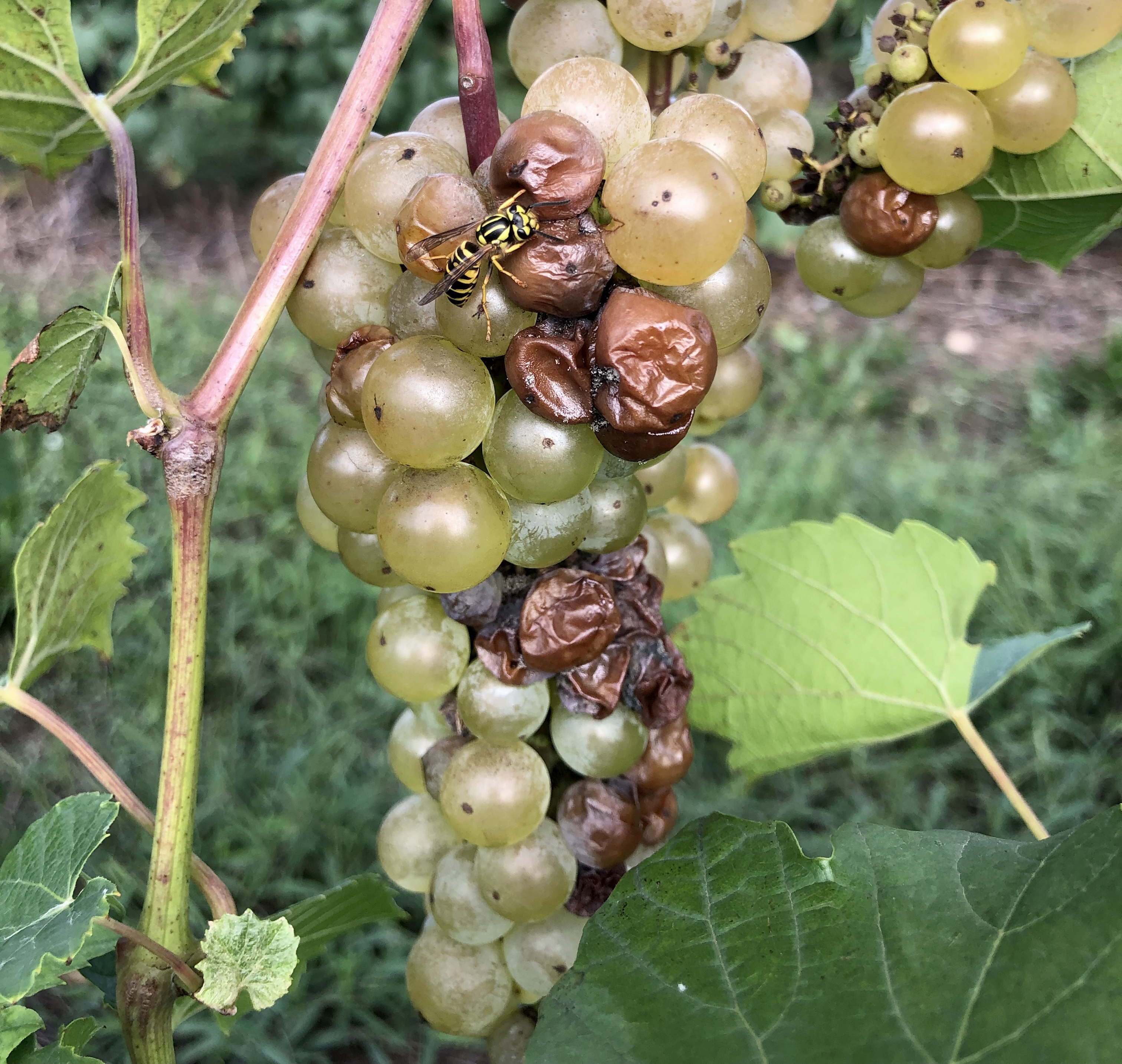 Sour rot symptoms and yellowjacket feeding